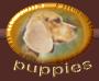 puppies